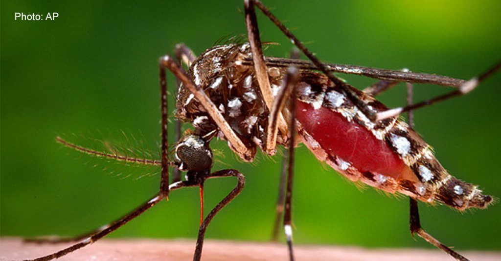 Aedes_aegypti_mos_3553076b_1200x627